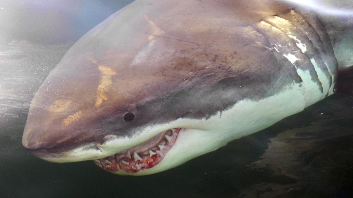 Deep-sea sharks, like this great white, have livers that produce concentrated amounts of omega-2 oil squalene – a lighter-than-water compound that helps it float. The high demand for squalene causes excessive shark hunting. But a biotech firm with offices in North Carolina is developing an alternate high-yield source for squalene: tobacco.
