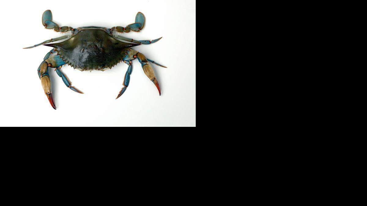 
A blue crab: Its meat must be cooked and then extracted by hand in a labor-intensive process that drives up costs and limits its use. A new enzyme-based process developed in North Carolina makes more of the meat usable.
