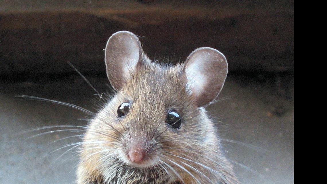
Some wood mice off the coast of Wales have evolved to nearly twice the size of their counterparts on the European mainland.
