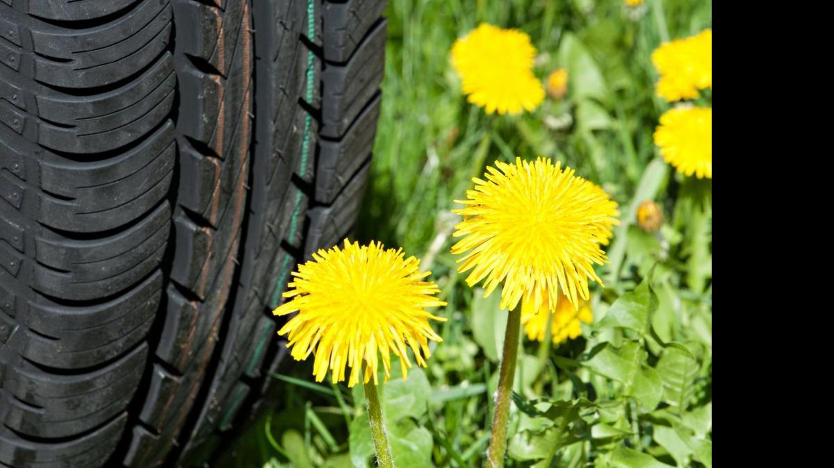 
Scientists have identified a key-protein that controls rubber production in dandelions.
