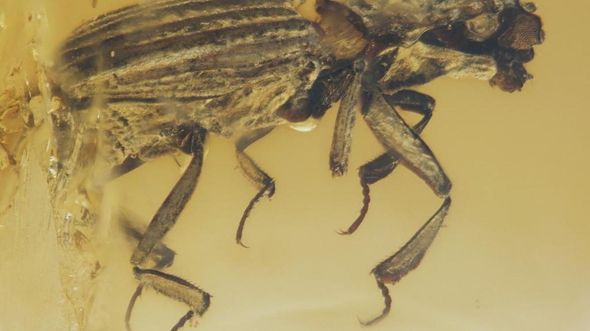 This 99-million-year-old fossil of a beetle is spectacularly preserved.