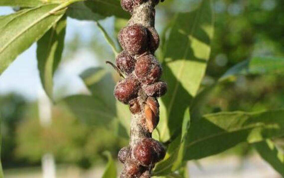 Oak Tree Insect Pod Urban bug wars heating up on oak trees of the Carolinas | Charlotte ...