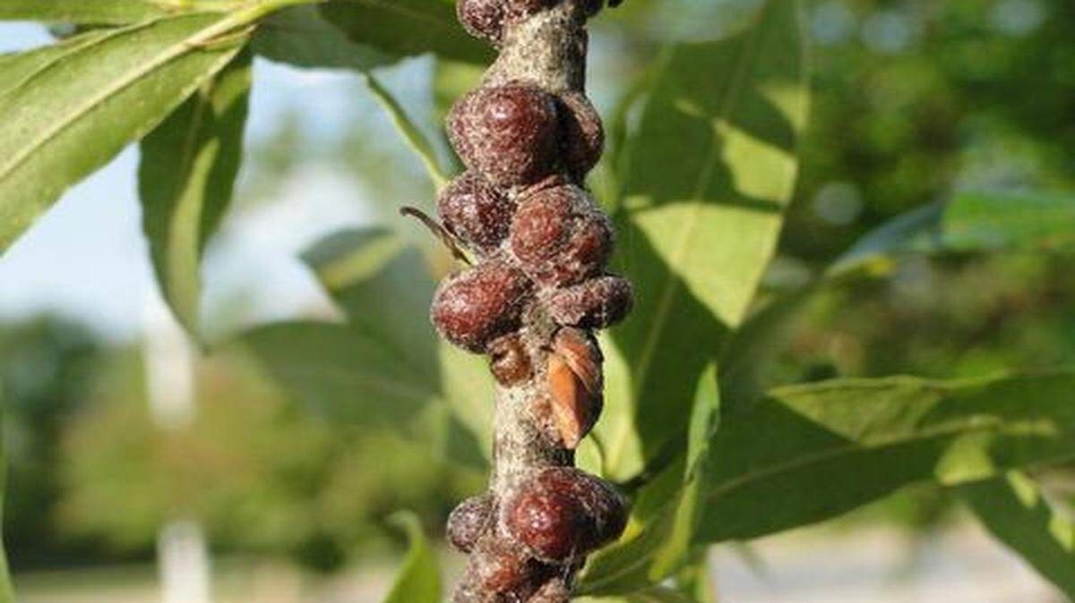 
Scale insects, like P. quercifex – visible here as brown clumps – thrive on oak trees in urban environments, where heat typically surpasses temperatures in rural locations. 
