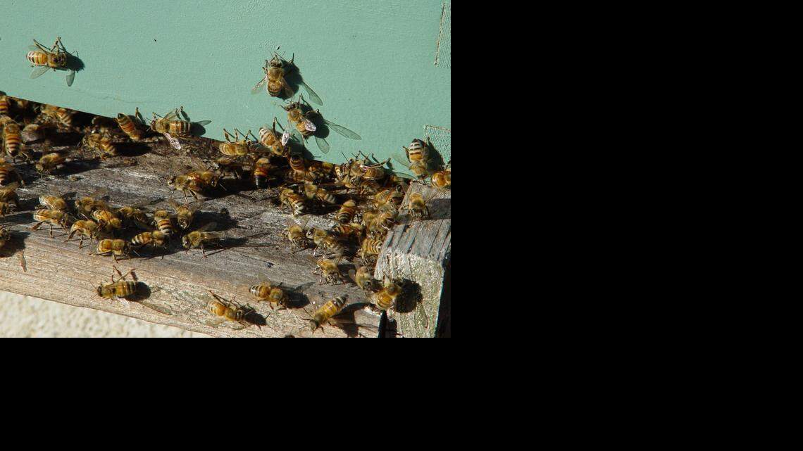
Worker bees, the sterile females of the colony, play a key role in which bees get to procreate. 
