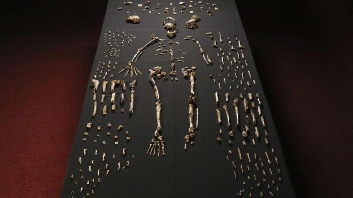 Science Briefs: 3D models of rare fossils free to download