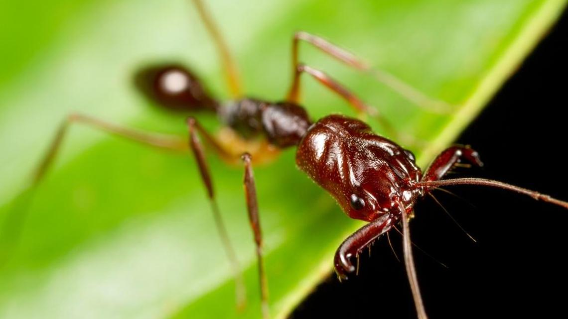 Odontomachus rixosus is the only species of ant that can jump with either its legs or its mandibles.