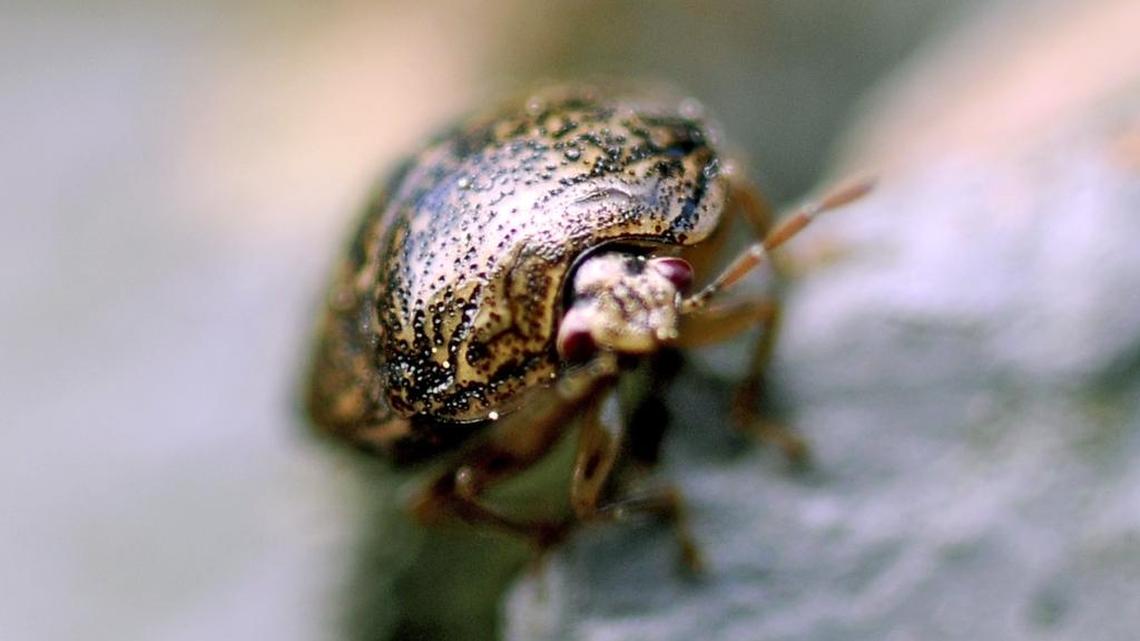 The kudzu bug is a type of stink bug that is an invasive soybean pest.