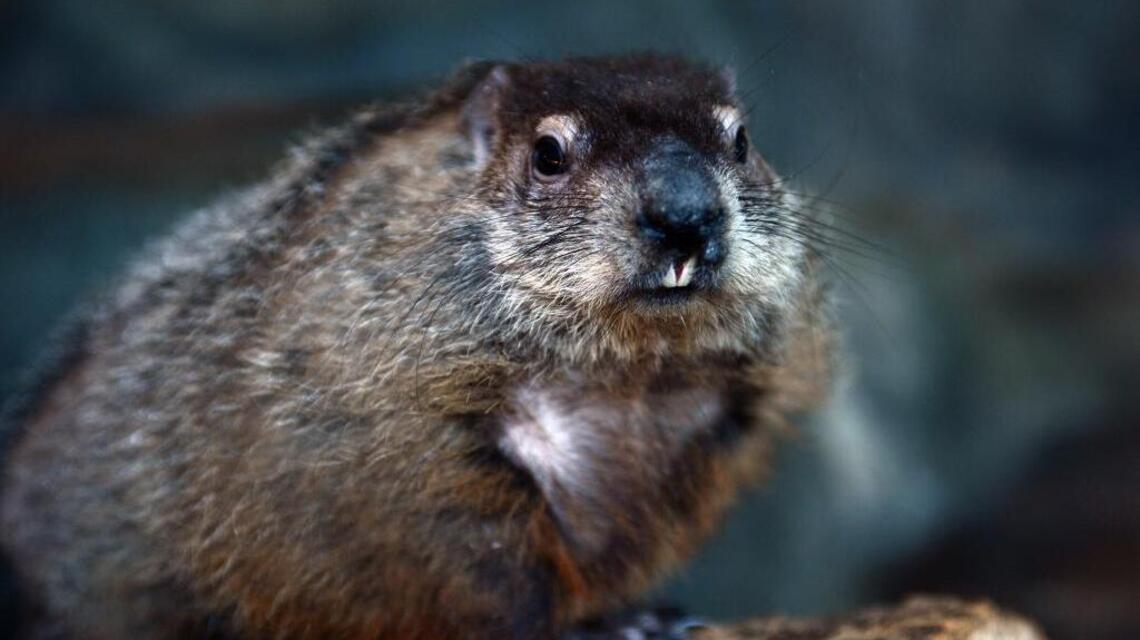 Science Briefs: Queen Charlotte makes (groundhog) weather prediction Feb. 2
