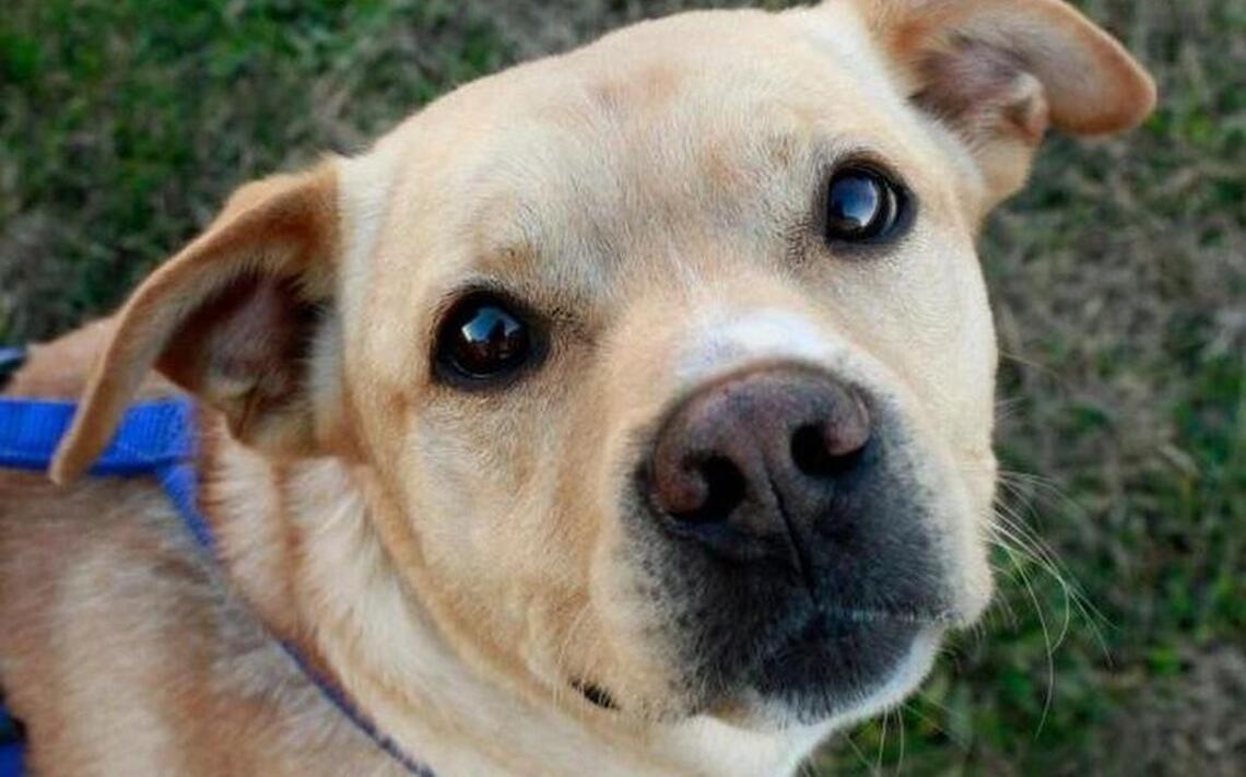 Ask a Scientist: Secrets of a dog’s nose