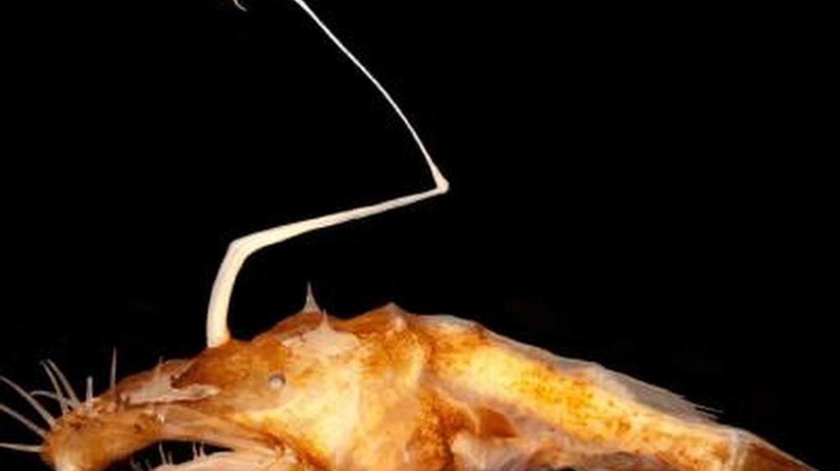
This is the new anglerfish: Lasiognathus regan.
