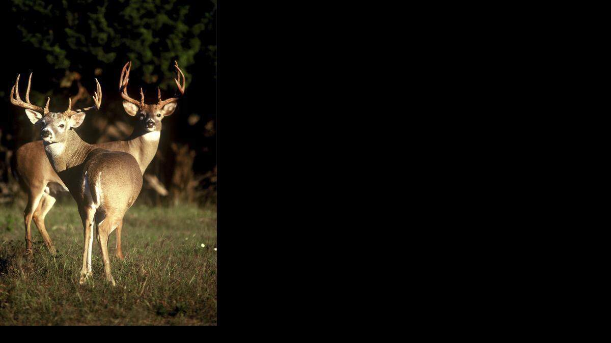
Deer: No other mammal can naturally regenerate any lost organ, let alone anything as large and complex as an antler.

