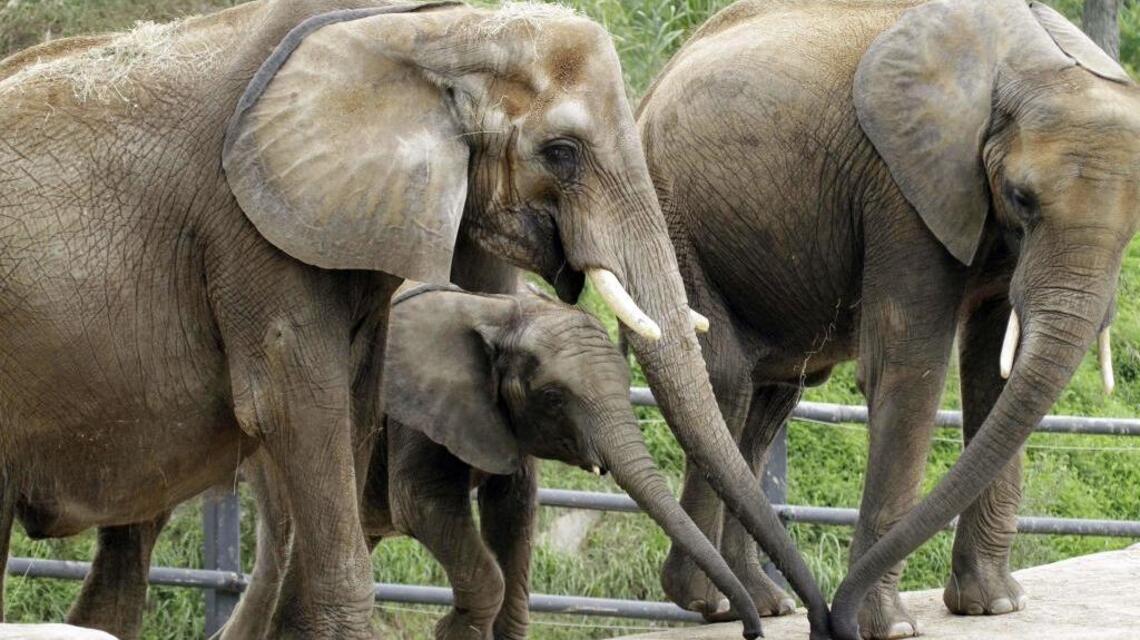 Science Briefs: Why baby elephants need their grandmas