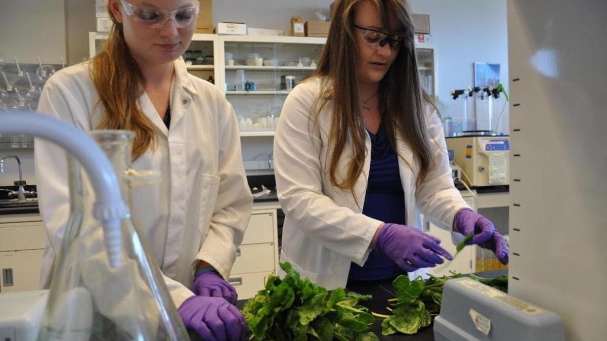 
Nichola Kinsinger, right, conducts research related to baby spinach and food safety.
