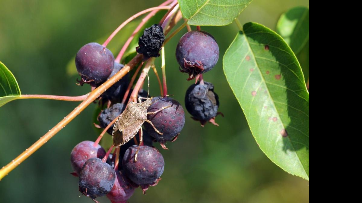 
This adult stink bug is feasting on the ripe fruits of a serviceberry tree.

