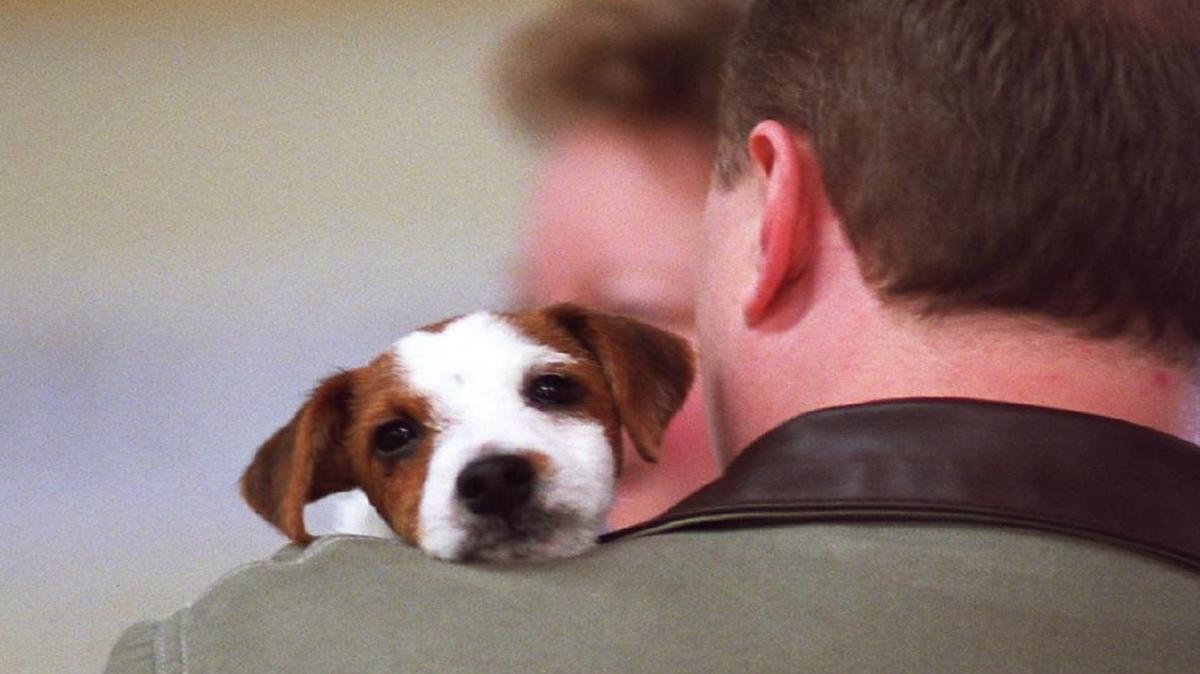 
Pets versus service dogs: “When we were testing them it seemed like they performed differently based on how we were talking to them.”
