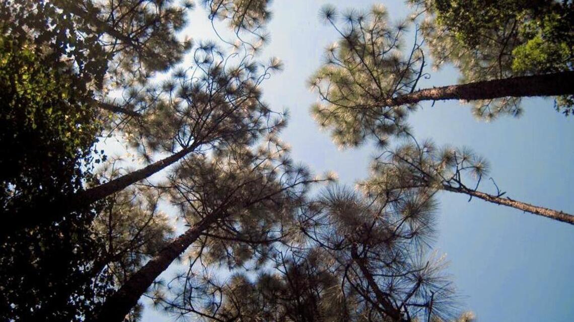 North Carolina’s fading forests