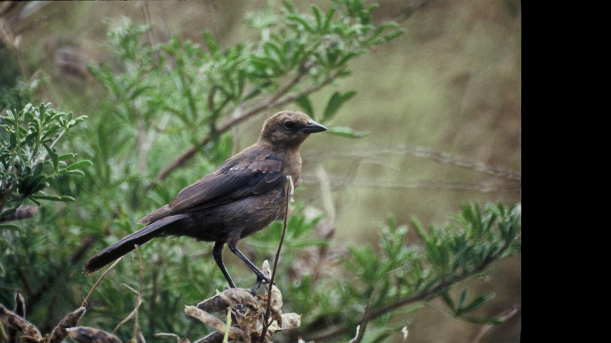 
Brown-headed cowbird: These drifters are called brood parasites because they trick other species into raising their offspring.

