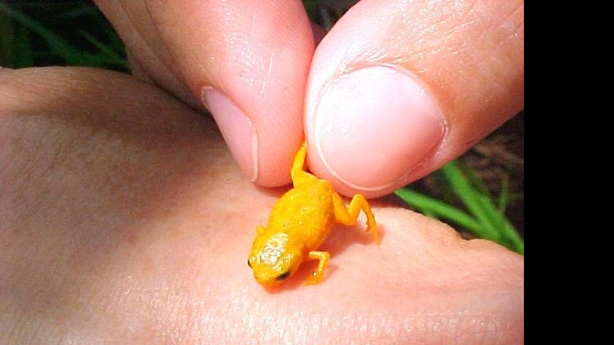 
One of the species of miniaturized frog found in the Brazilian Atlantic Forest, shows the extent of the miniaturization.
