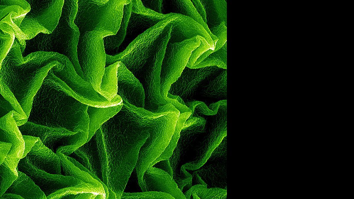 
Taking a lesson from the way human skin can wrinkle, Xuanhe Zhao, Duke University assistant professor of mechanical engineering and materials science, developed a nanofilm that – spread on a pre-stretched surface and then allowed to relax – creates a microscopic landscape with a precise pattern of high peaks and low valleys. The method produces large-area surface patterns faster, cheaper and with more precision than existing approaches. 
