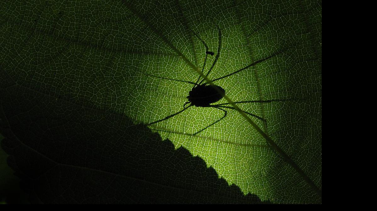 
The daddy longlegs silhouetted on this leav is an eight-legged arthropods.
