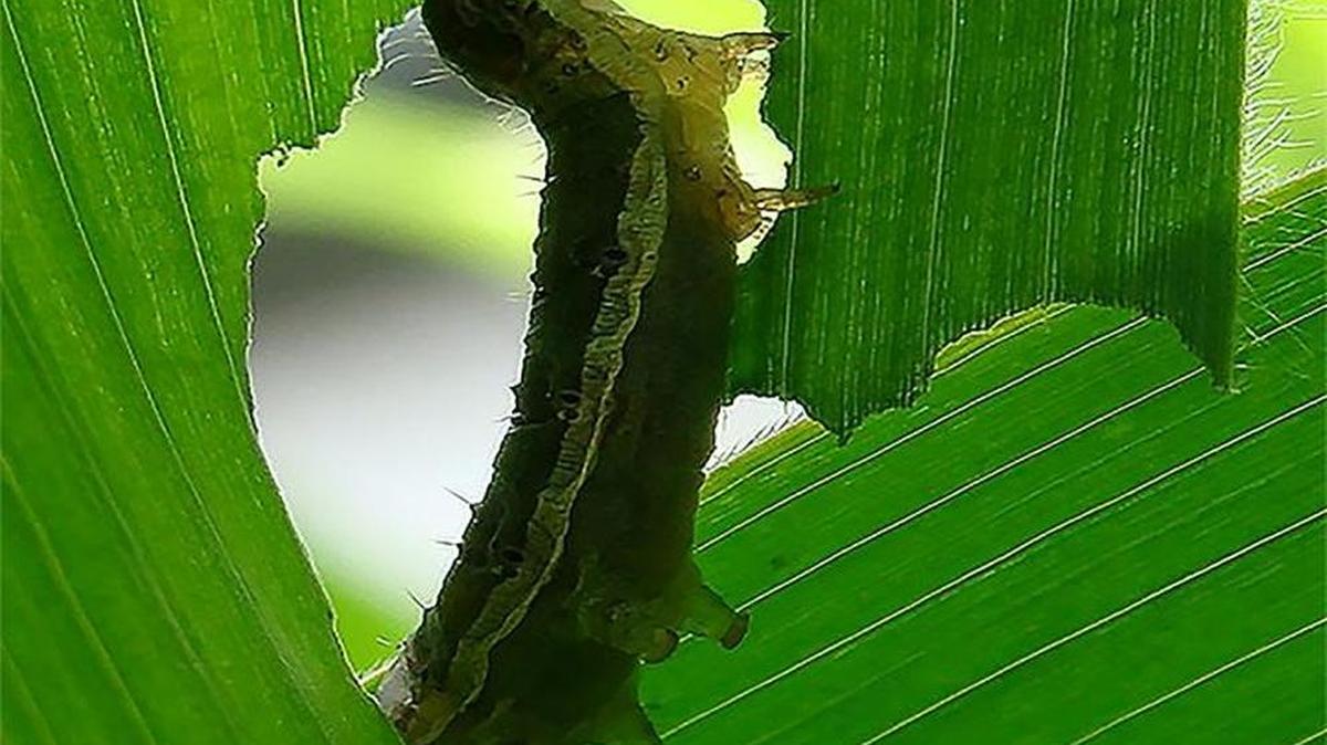 
A caterpillar eats out the center of a leaf of a corn plant.
