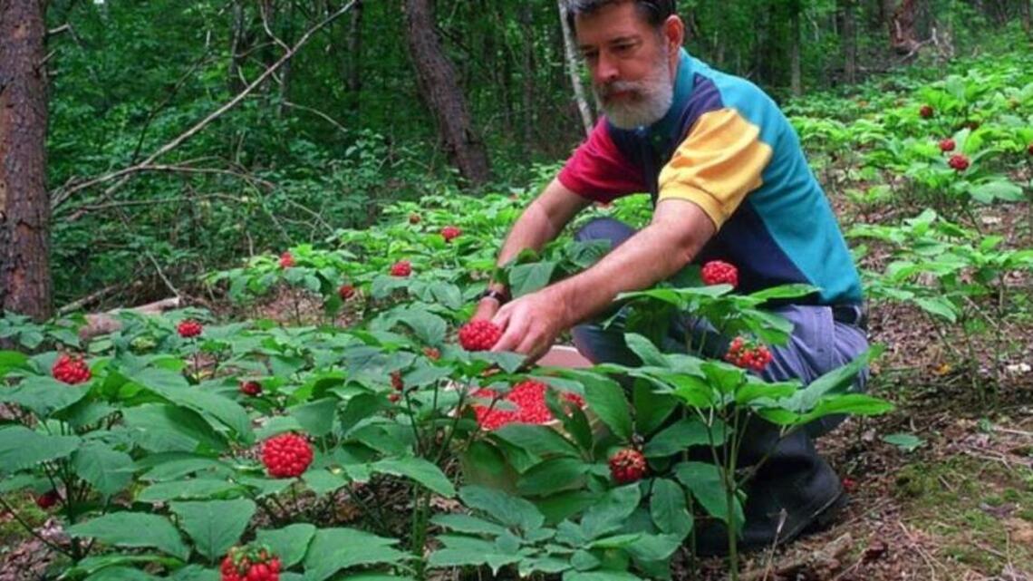 Saving North Carolina’s wild ginseng from poachers