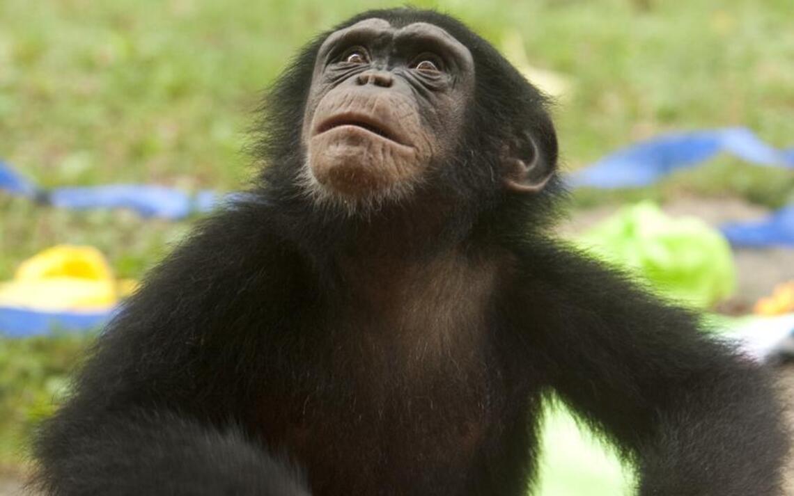Primate armpits: What they reveal about us and apes