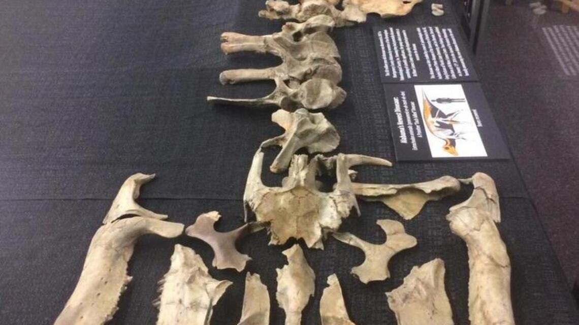 Science Briefs: Dinosaur unearthed in Alabama points to duck-bills developing in ancient Appalachia