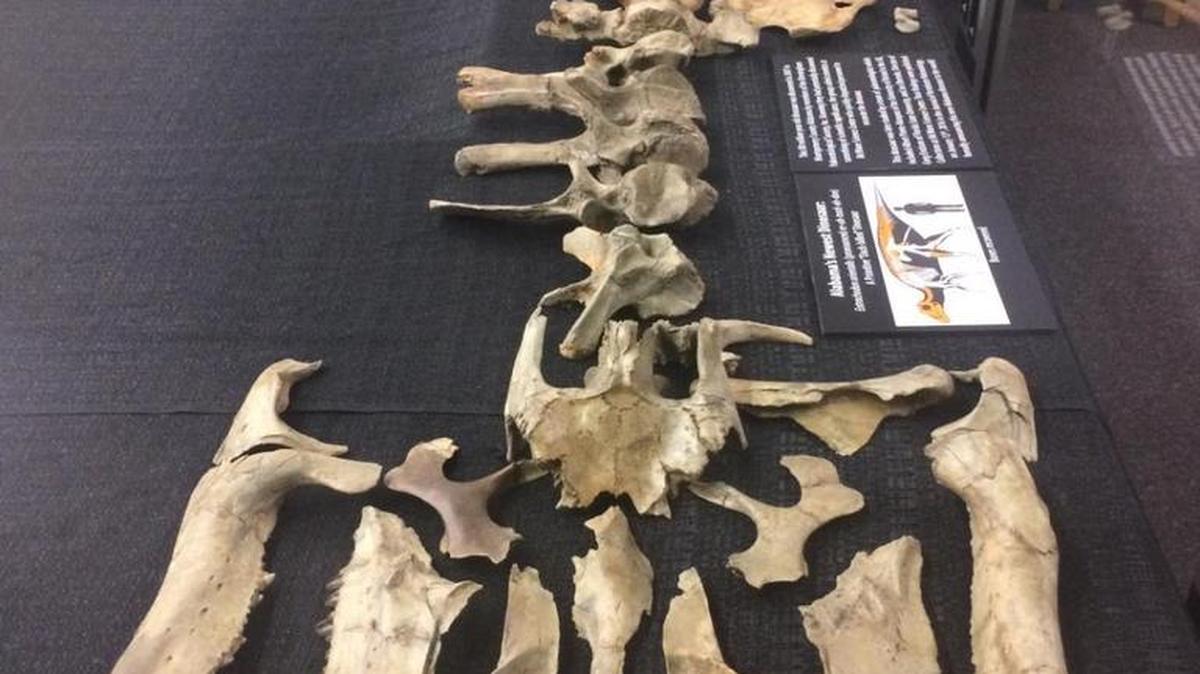 The remains of the Appalachian duck-bill dinosaur are on display in McWane Science Center.