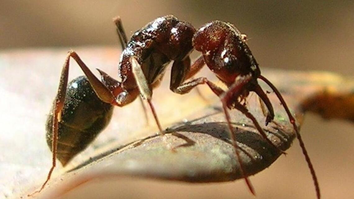 Science Briefs: Excuse me, ant queen, but what’s that scent you’re wearing?