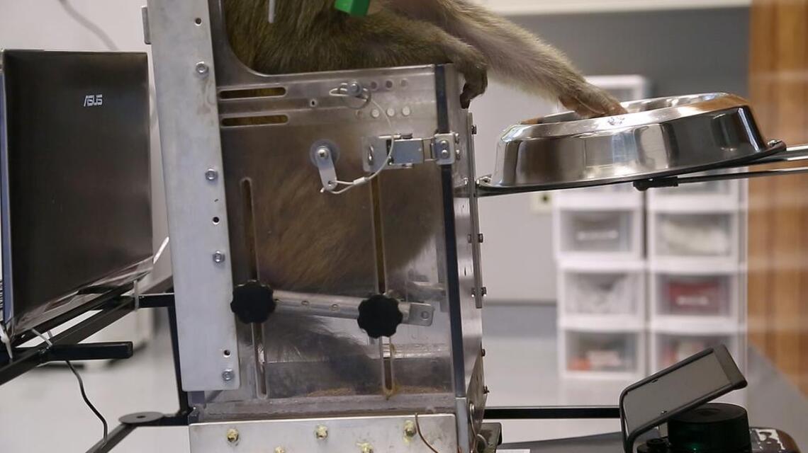 Monkeys drive wheelchairs – using only their thoughts