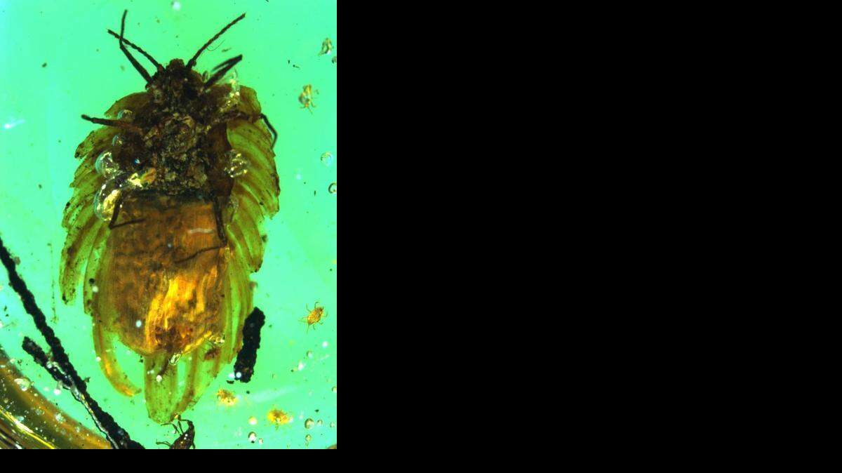 
This new fossil is the only record of an adult female insect from the Mesozoic era. The specimen, preserved in amber, was trapped while carrying around 60 eggs and her first freshly hatched nymphs. The eggs and nymphs are encased in a wax-coated egg sac on the abdomen.
