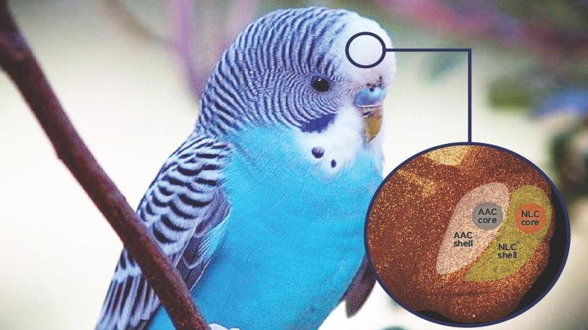 
In the parrot brain, an extra outer shell in the region that controls vocal learning may be what allows them to identify a multitude of sounds – including human speech.
