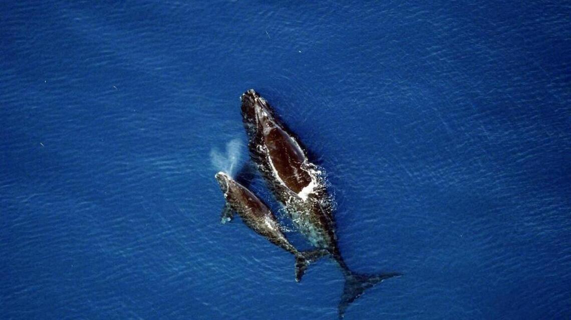 Federal agency declares SC coast a ‘critical habitat’ for whales