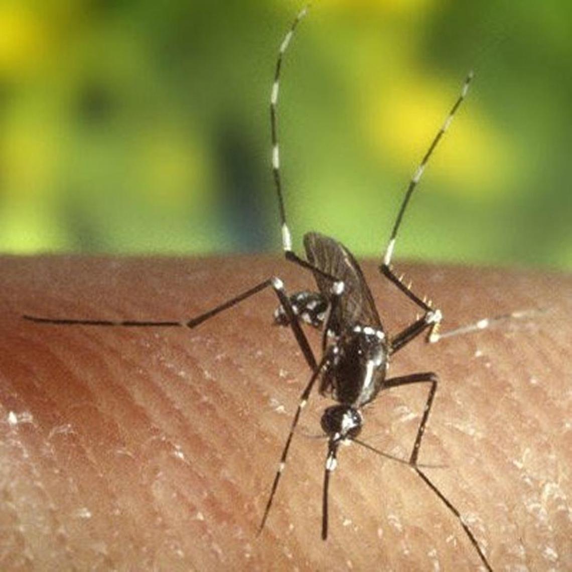 The Asian tiger mosquito (Aedes albopictus) is “the most prevalent species across the state, particularly in large urban areas,” according to Michael Waldvogel of N.C. State. 