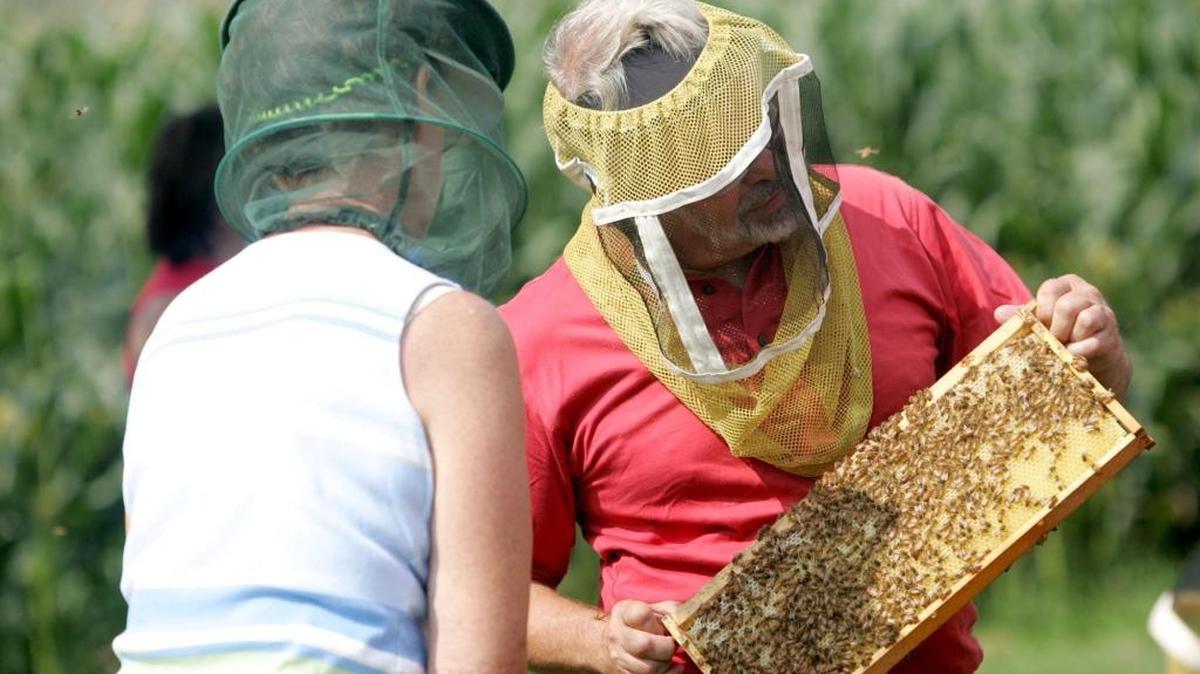 Urban environments increase the abundance of disease-causing microorganisms in honey bees.