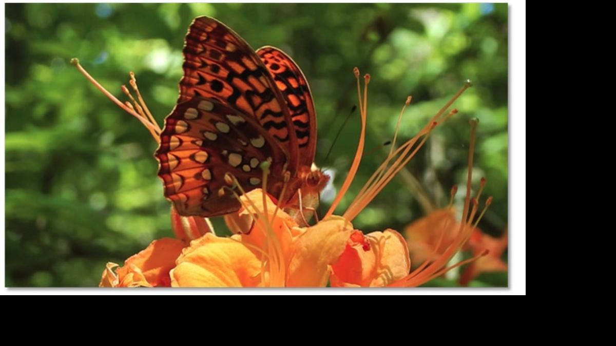 
A great spangled fritillary pollinates a flame azalea. 
