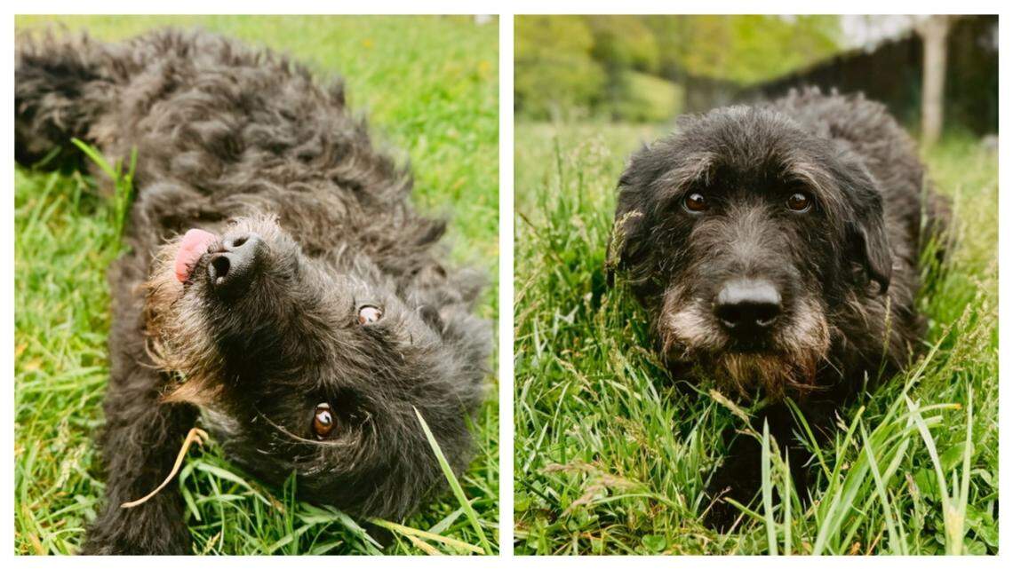 Dog who ‘swam through a hurricane’ struggled at NC shelter. Now, a fresh start