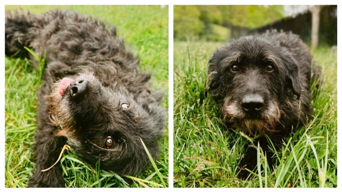 A dog who survived a hurricane was adopted in North Carolina.