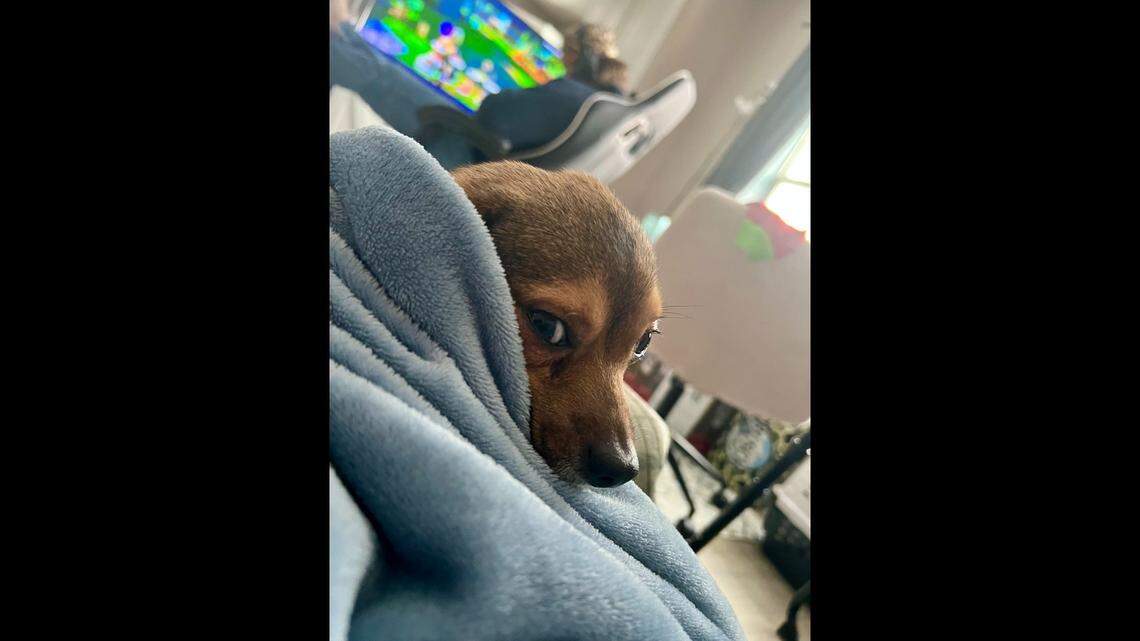 Goober the “fearful” dog was adopted in North Carolina.