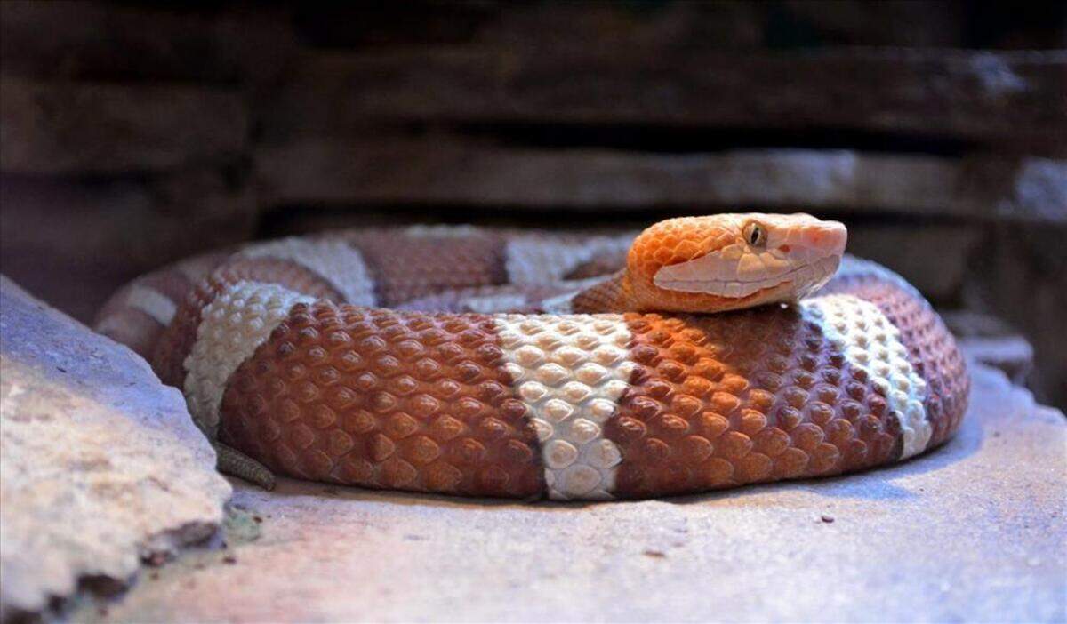 An orange and white banded copperhead snake is tightly coiled on a flat, dusty rock surface. Its head is slightly raised, showing off its triangular shape and a watchful eye against a dark, rocky background.