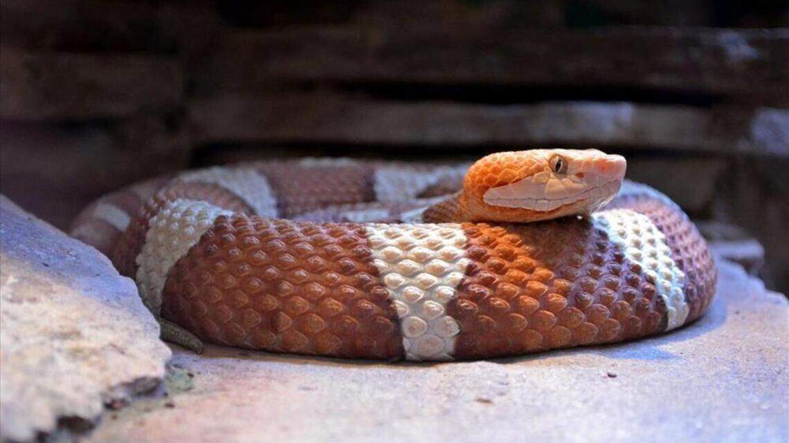 World Cup athletes get a real NC experience: a copperhead snake at base camp