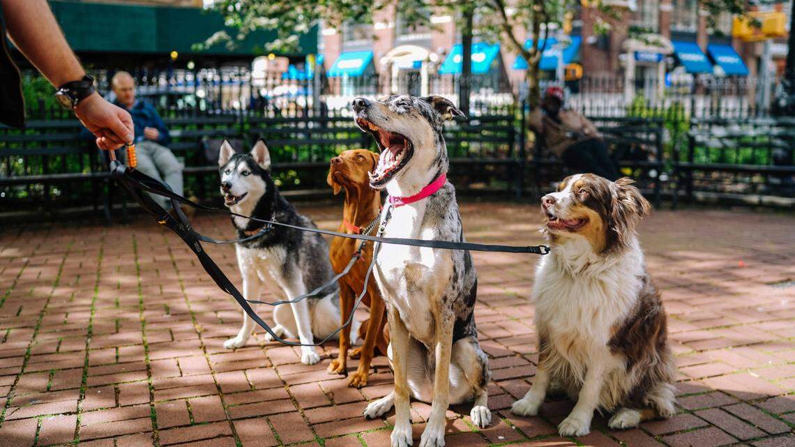 Woof, woof, hooray! There’s plenty of dog-friendly restaurants in Hilton Head. This file photo was taken in New York.