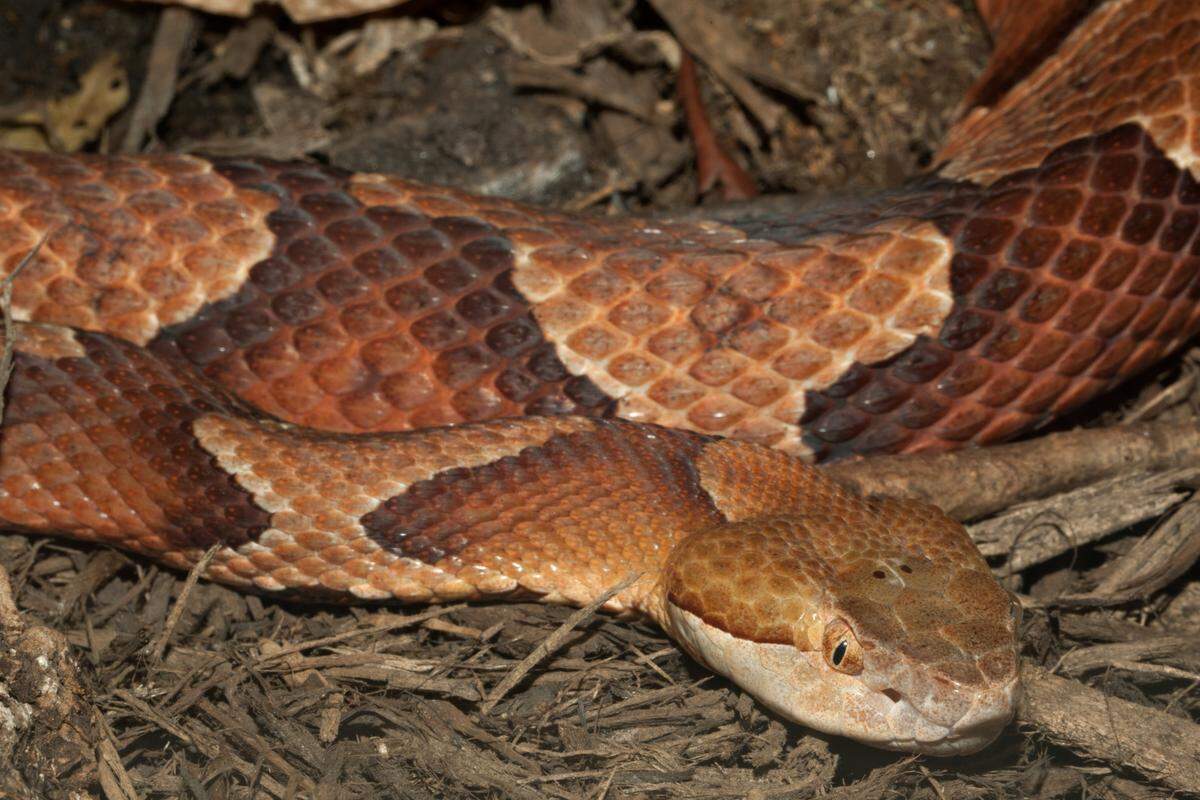 A close-up view of the head and body of a Copperhead snake, showing its light brown to copper color with distinctive hourglass-shaped, dark chestnut brown crossbands.
