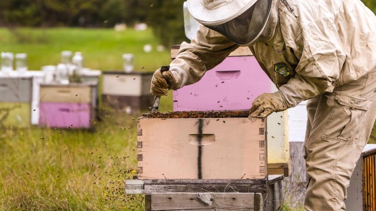 Danny Cannon, of West Columbia, inspects his bee hives looking for a healthy queen, brood and the amount of nectar. Beekeeping is bouncing back as a hobby. West Columbia is looking at setting guidelines to make sure insects prized for honey and flower pollination don't become pests.