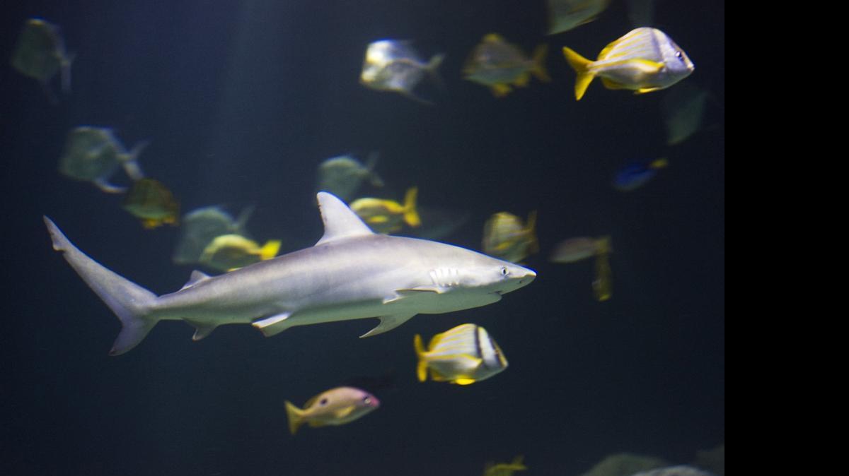 
There have only been a few dozen shark attacks recorded off the Carolinas since 1935, according to the International Shark Attack File, a registry maintained by the University of Florida.
