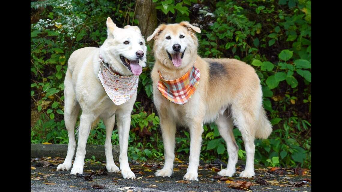 ‘Loving’ senior dogs need new home after their owner died ...