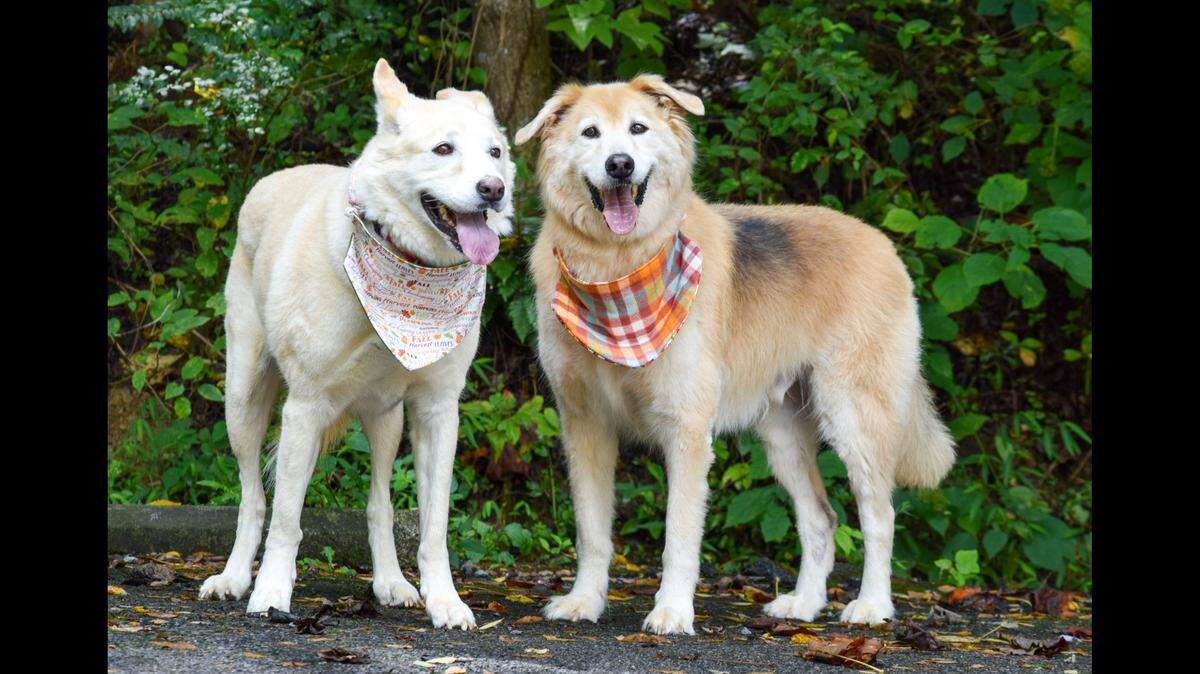 Senior dogs Zendaya, left, and Tom are up for adoption in Tennessee.