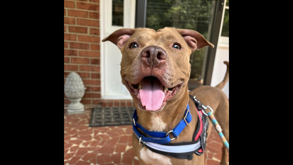 Diamond the dog is up for adoption after landing back at a North Carolina shelter.