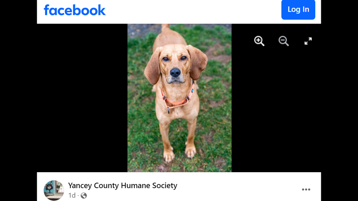 An energetic pup is “patiently waiting” for a second chance after 300 days in a North Carolina shelter.